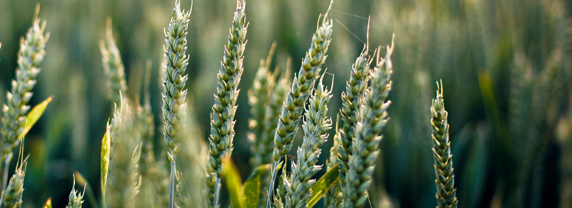 网站攻击软件工具